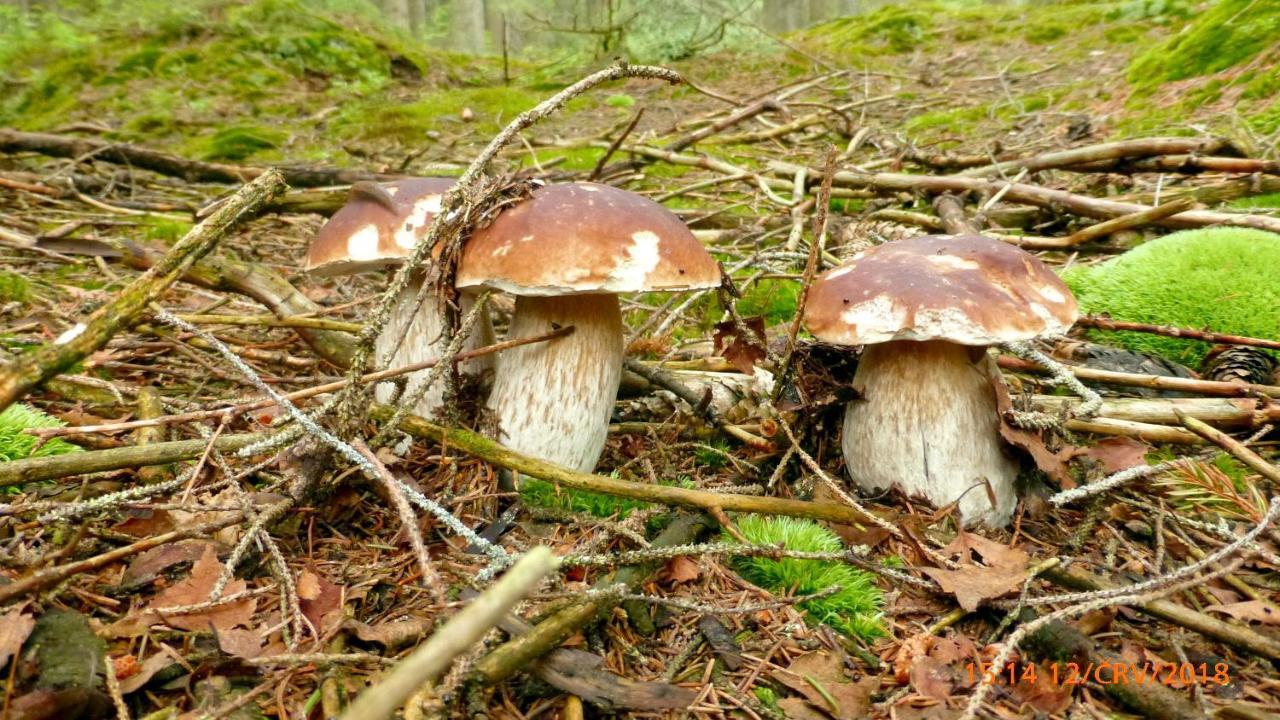 U Votapku Lägenhet Nove Hute Exteriör bild